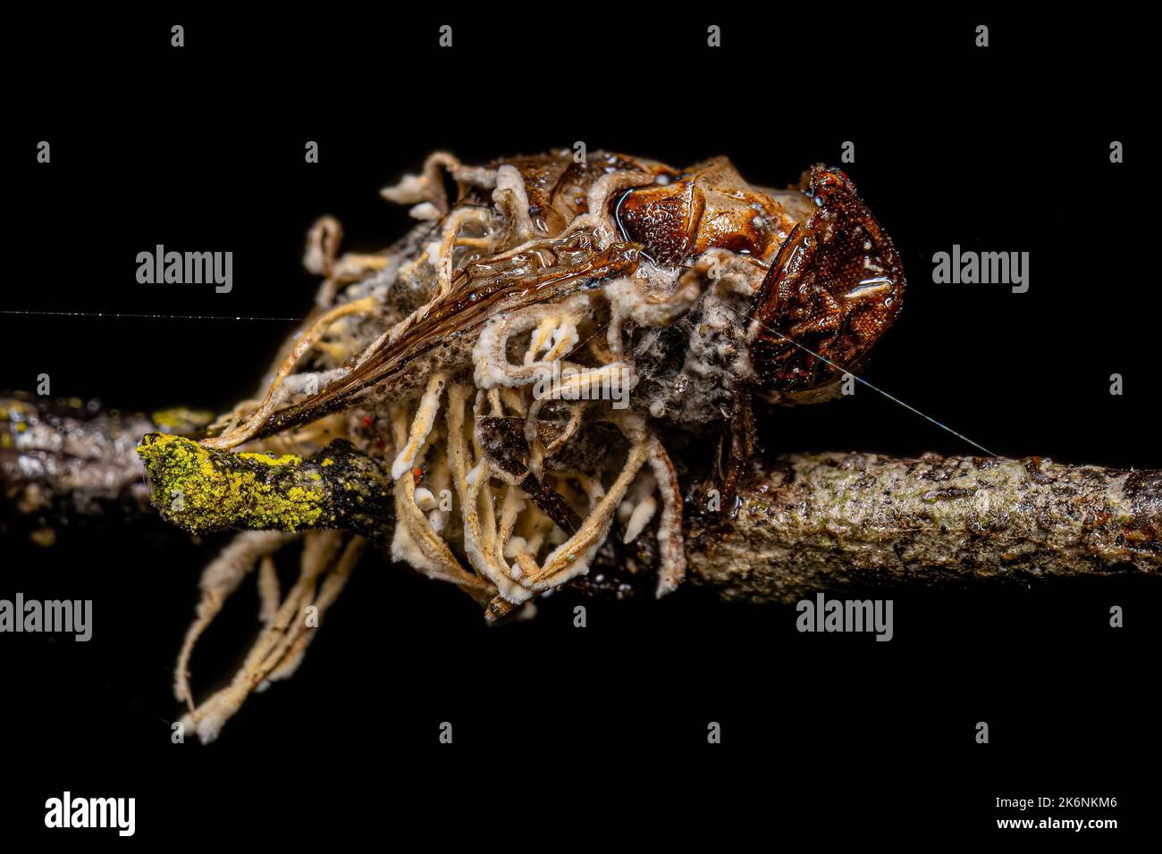 Calyptrate adulte mort Fly par un champignon du genre Ophiocordyceps Banque D'Images
