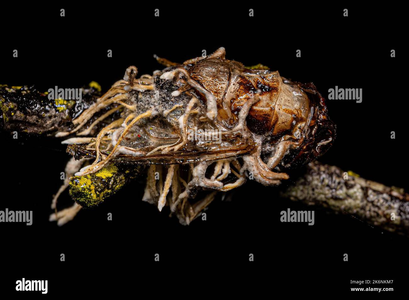 Calyptrate adulte mort Fly par un champignon du genre Ophiocordyceps Banque D'Images