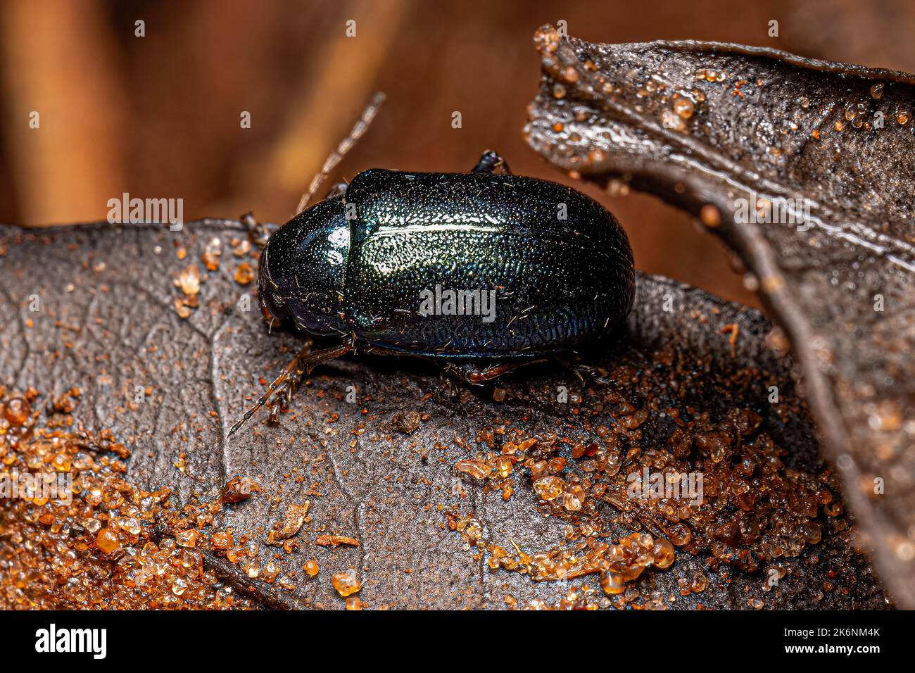 Petite Bétle adulte de l'ordre de coleoptera Banque D'Images