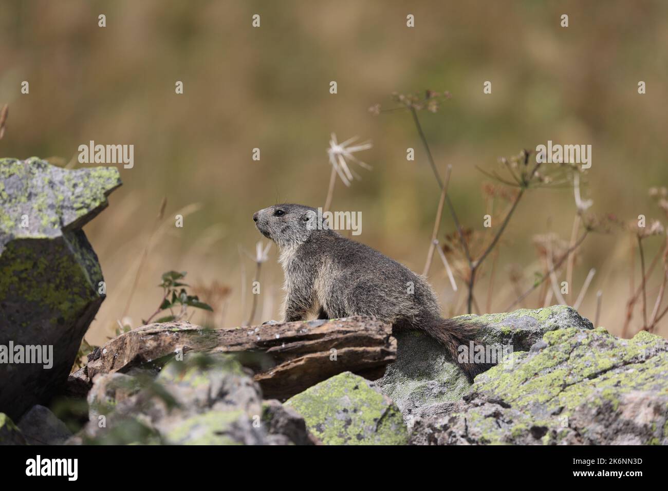 jeune marmotte alpine assise sur quelques rochers dans un pré Banque D'Images