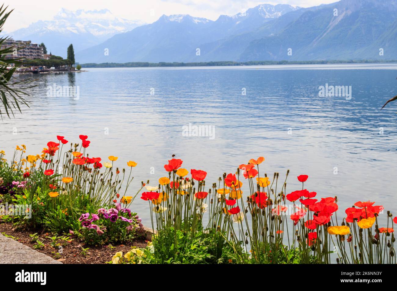 Belle vue avec des coquelicots colorés sur les montagnes des Alpes et le lac Léman à Montreux, Suisse Banque D'Images