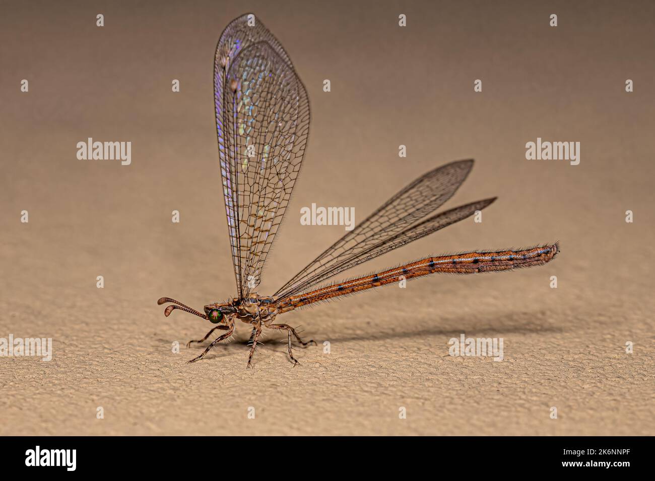 Insecte adulte de la famille des Myrmeleontidae Banque D'Images