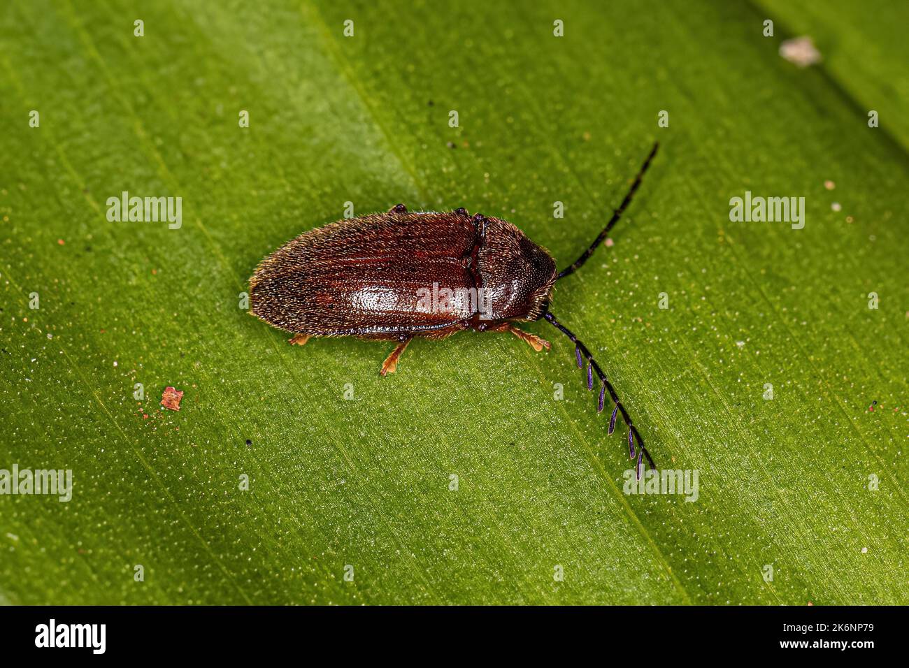 Beetle à orteils pour adultes de la famille des Ptilodactylidae Banque D'Images