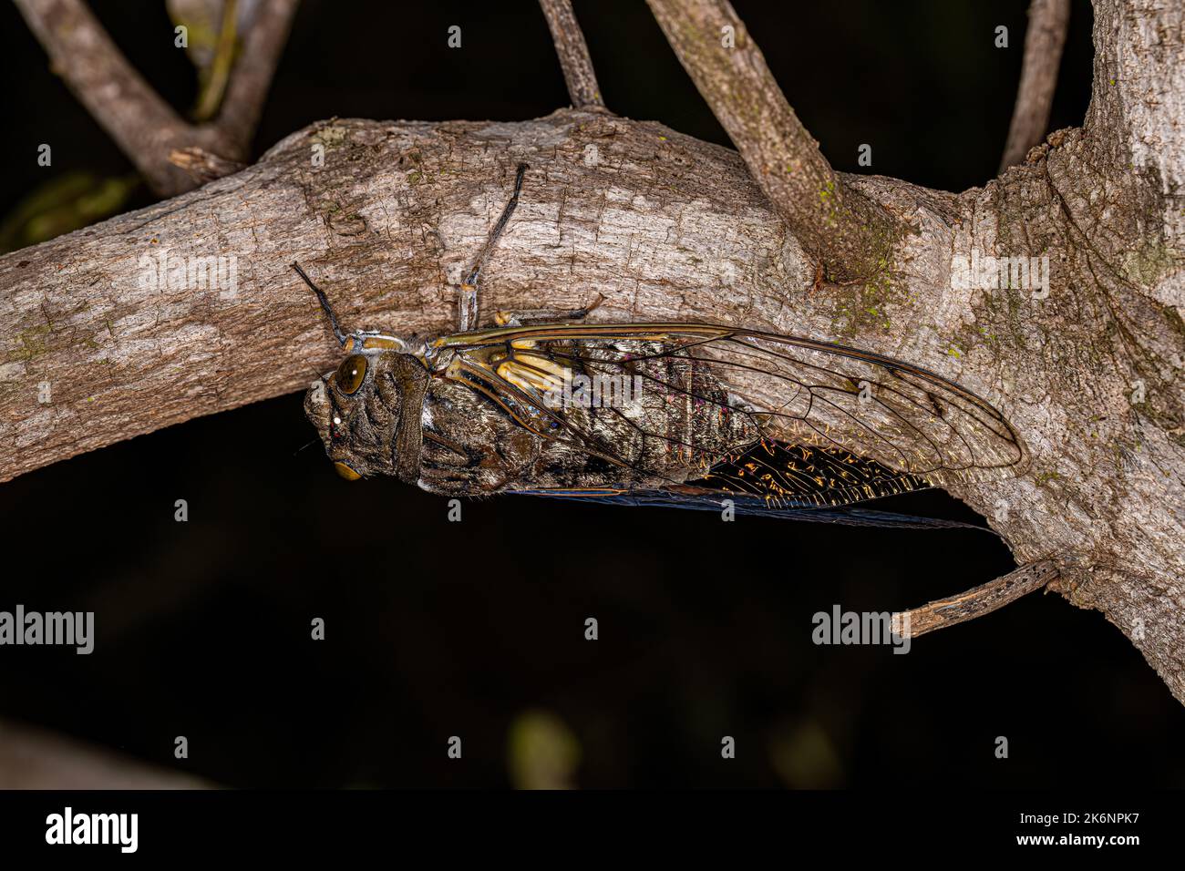 Adulte géant Cicada de l'espèce Quesada gigas Banque D'Images