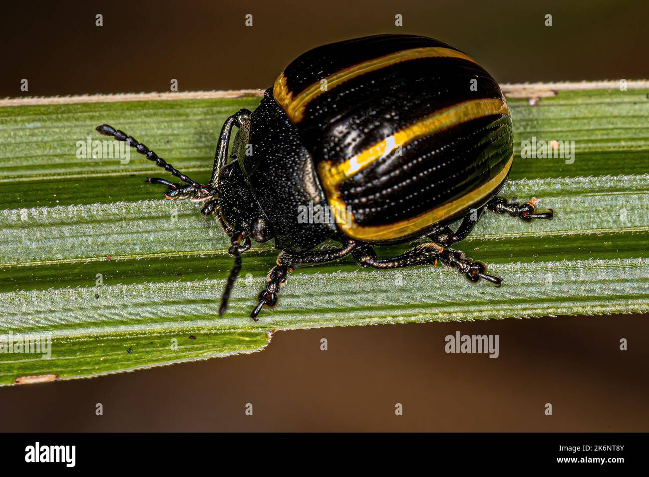 Beetle à feuilles adultes du genre Desmogramma Banque D'Images