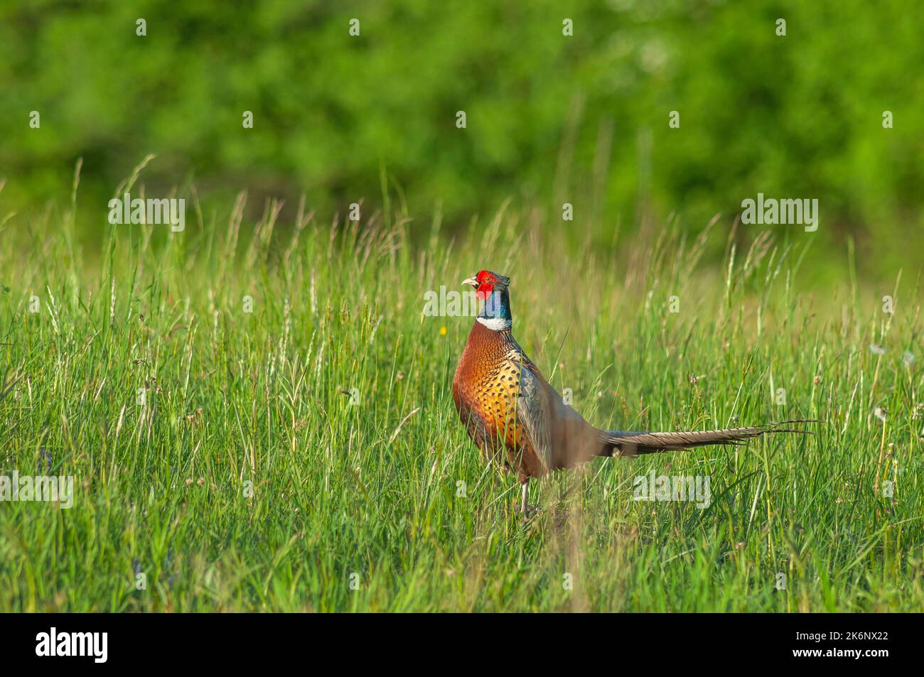 Pheasant commun (Phasianus colchicus) sur l'affichage pour être remarquée par une femelle. Alsace, France. Banque D'Images