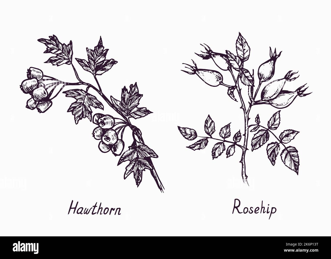 Branche de hanche de Hawthorn et de Rose avec baies et feuilles, esquisse simple dessin de l'oodle avec inscription, style de gravure Banque D'Images