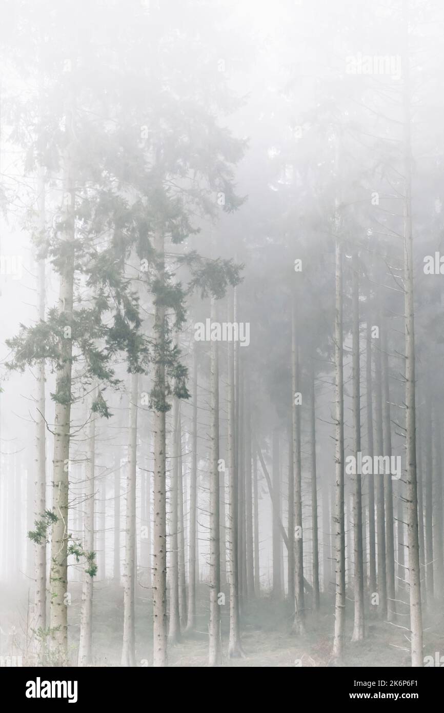 Forêt brumeuse avec de grands arbres, clé haute Banque D'Images