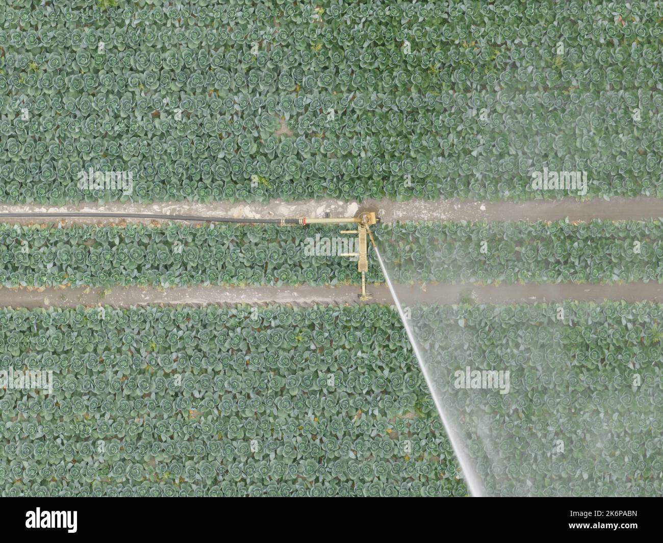 Agriculture arrosage des champs cultures installation d'eau sprinkleur vue aérienne aérienne des champs agricoles technologie de la sécheresse agriculture. La nourriture en pleine croissance Banque D'Images