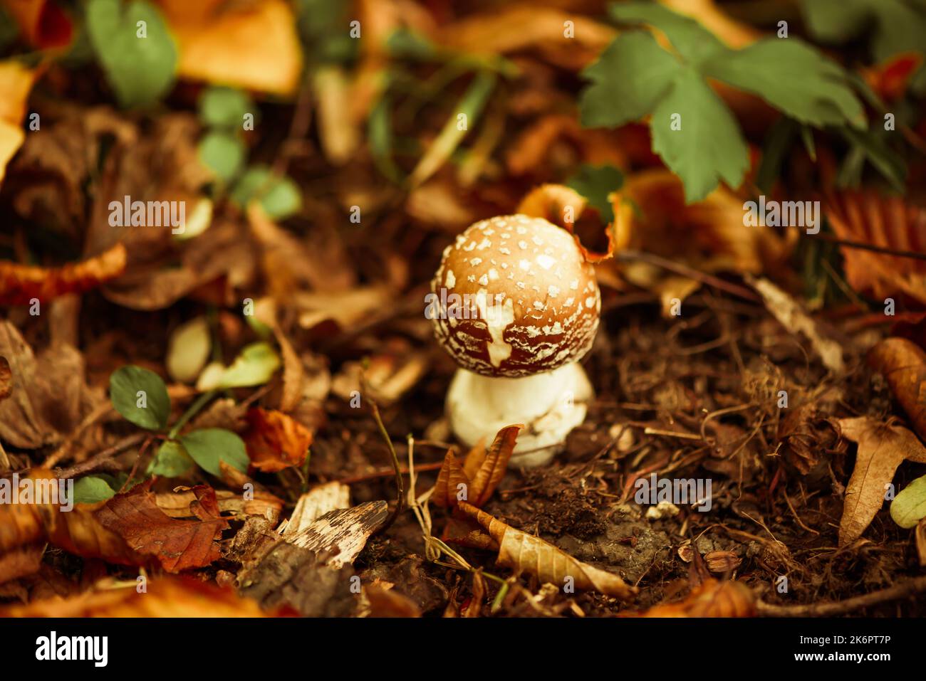 champignons empoisonnés poussant dans la forêt d'automne près des racines des arbres Banque D'Images