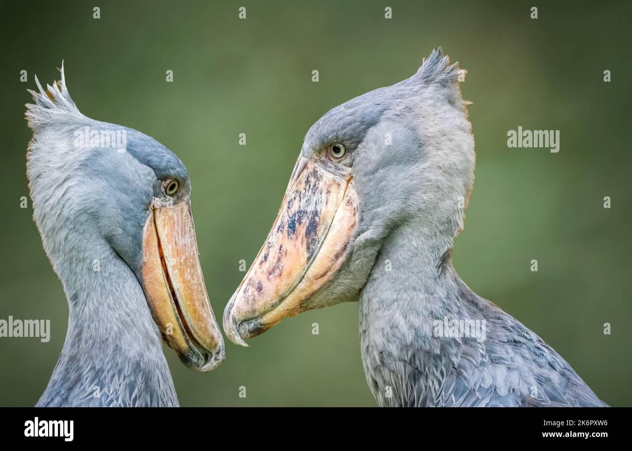 Deux Storks de Shoebill (Balaeniceps rex) également connus sous le nom de whealhead, Whale-head stork, Whalebill, faisant face l'un à ZooTampa à Lowry Park à Tampa FL Banque D'Images