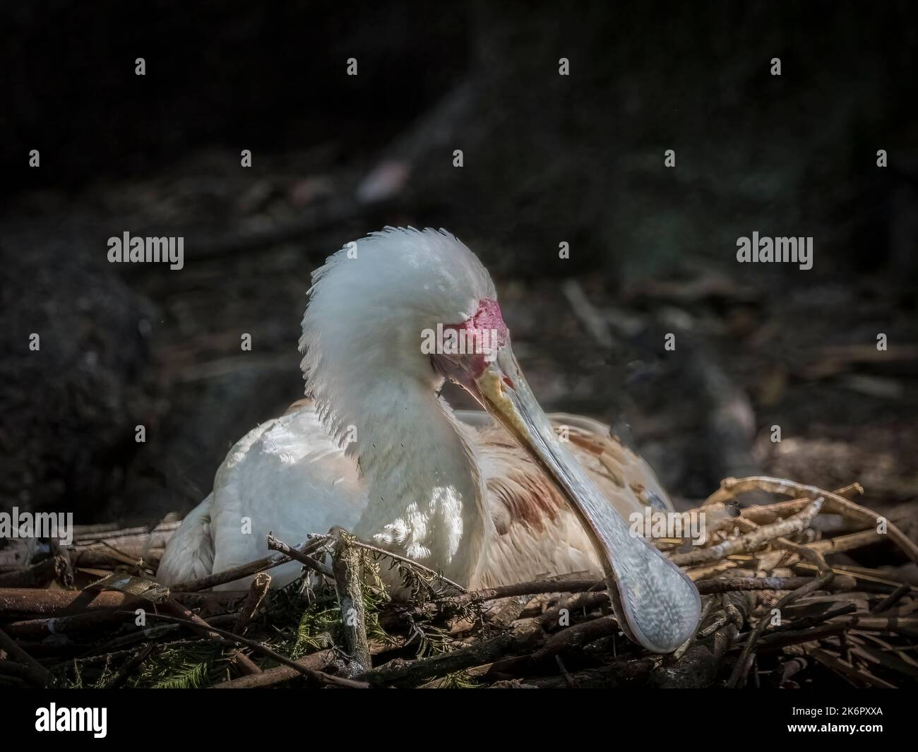 Le bec-de-bec africain (Platalea alba) assis sur un nid Banque D'Images