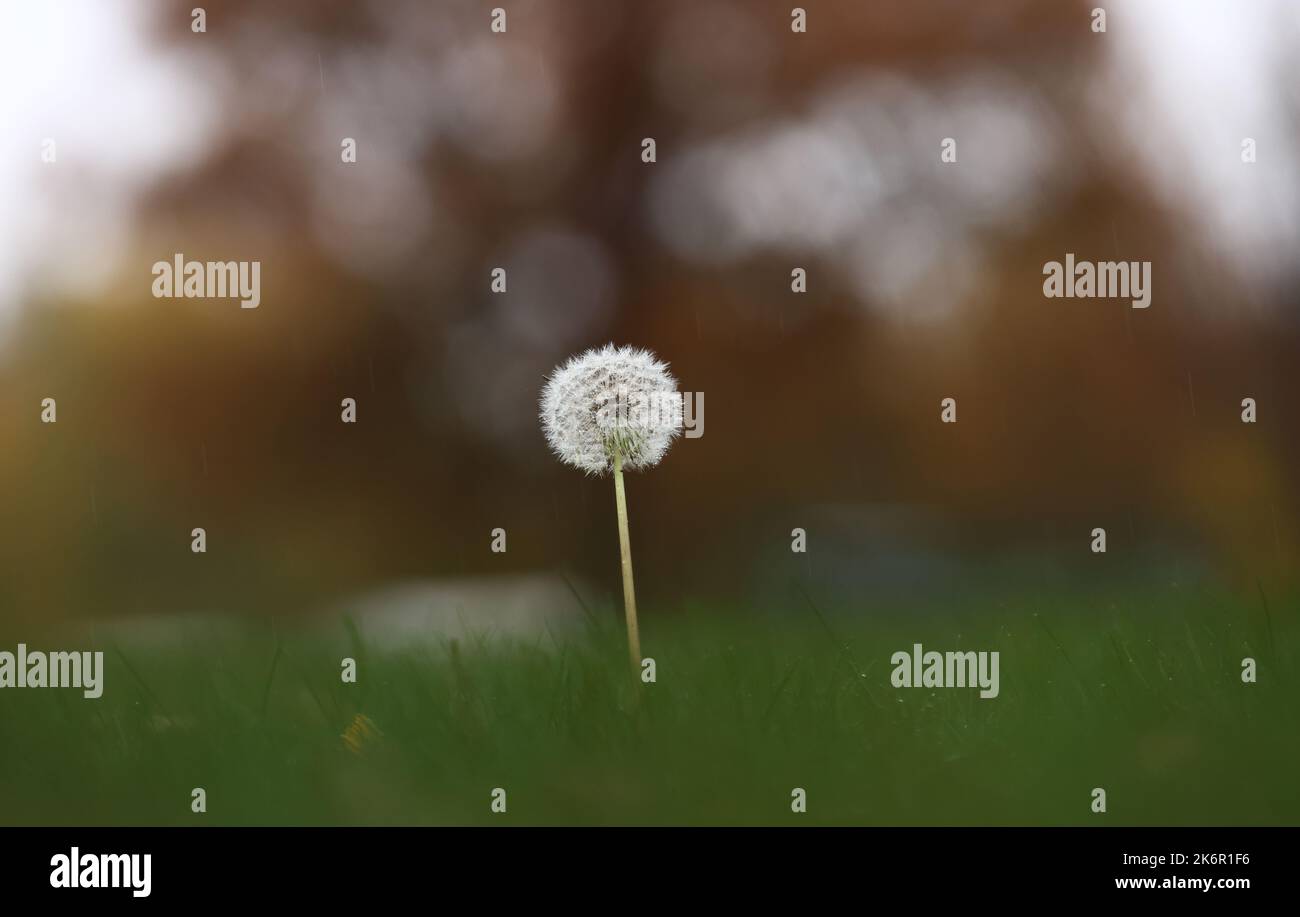 Météo saisonnière, couleurs d'automne dans le comté d'Östergötland, en Suède. Sur la photo : un pissenlit délavé dans un camping. Banque D'Images