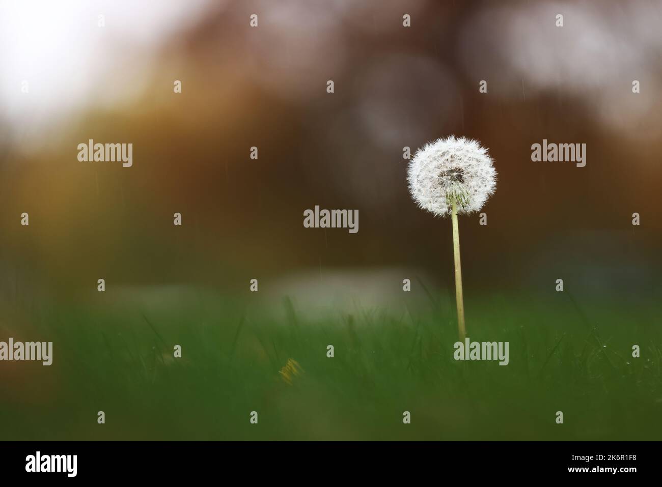 Météo saisonnière, couleurs d'automne dans le comté d'Östergötland, en Suède. Sur la photo : un pissenlit délavé dans un camping. Banque D'Images