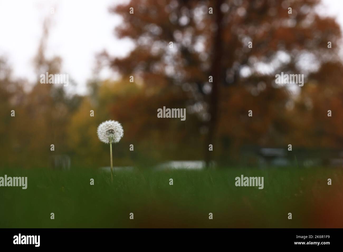 Météo saisonnière, couleurs d'automne dans le comté d'Östergötland, en Suède. Sur la photo : un pissenlit délavé dans un camping. Banque D'Images