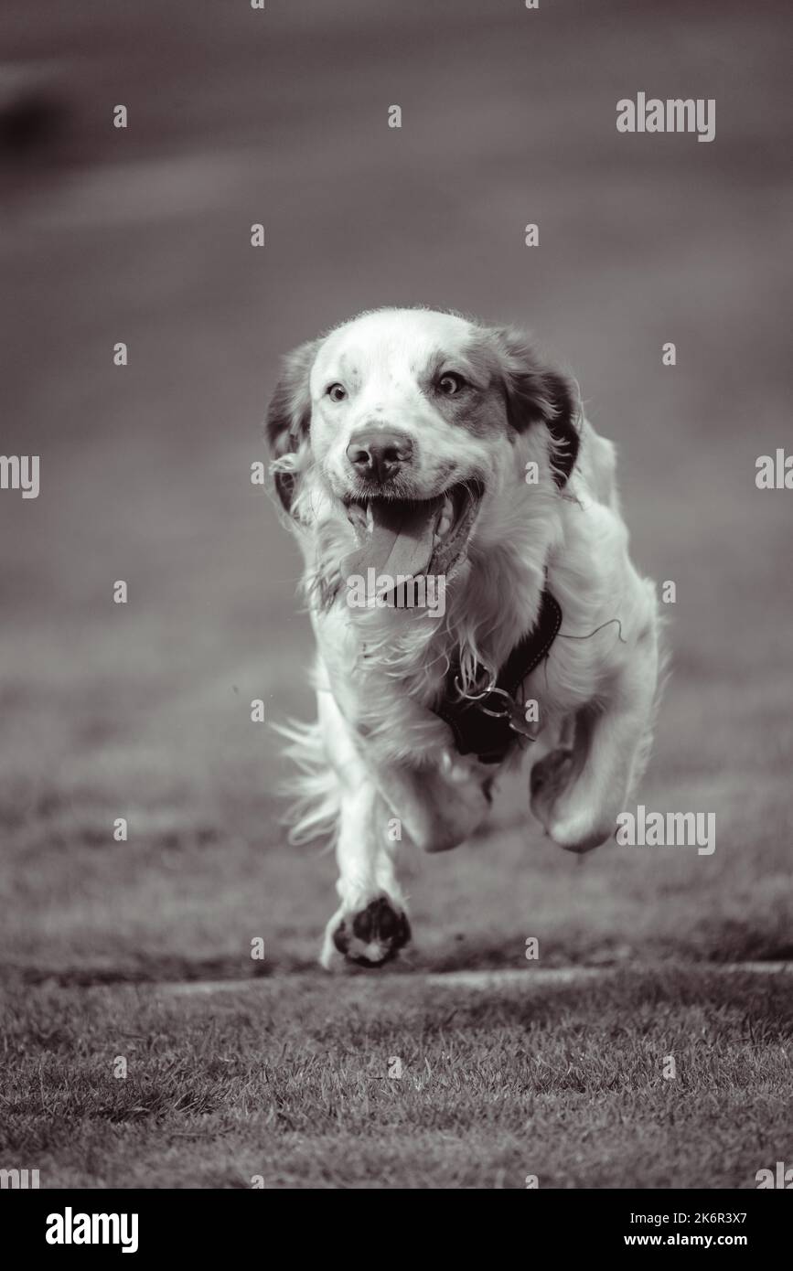 Les Springer Spaniels aiment s'amuser et cette collection d'images montre à quel point une famille peut s'amuser avec sa mère et son père Banque D'Images