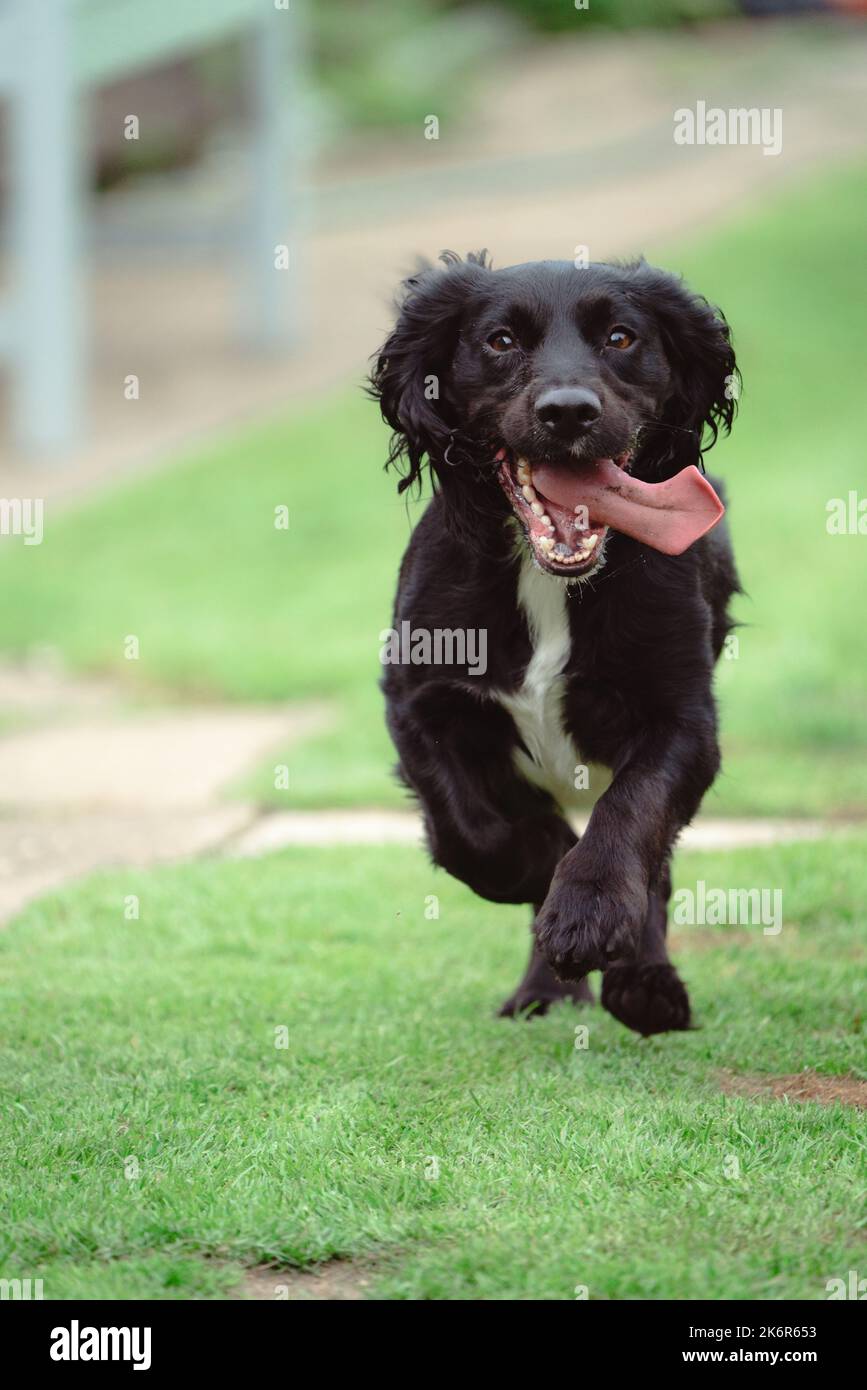 Les Springer Spaniels aiment s'amuser et cette collection d'images montre à quel point une famille peut s'amuser avec sa mère et son père Banque D'Images