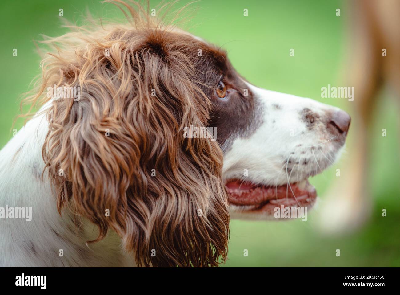 Les Springer Spaniels aiment s'amuser et cette collection d'images montre à quel point une famille peut s'amuser avec sa mère et son père Banque D'Images