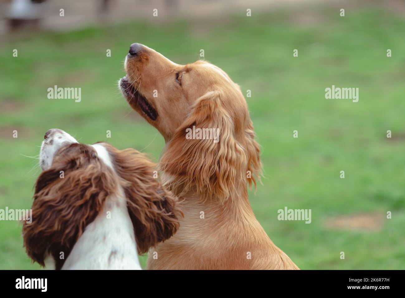 Les Springer Spaniels aiment s'amuser et cette collection d'images montre à quel point une famille peut s'amuser avec sa mère et son père Banque D'Images