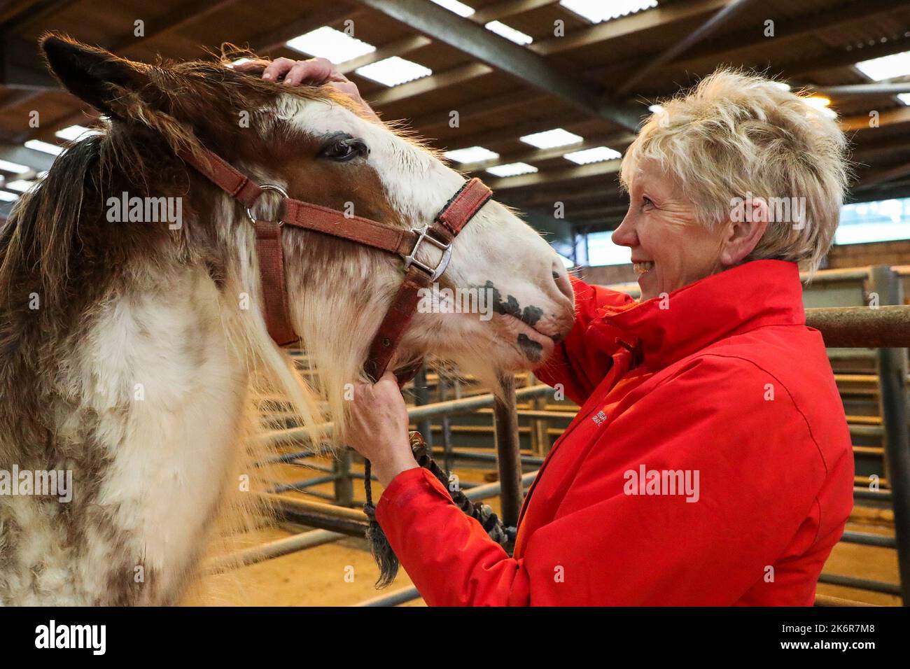 Ayr, Royaume-Uni. 15th octobre 2022. La Kilmarnock Foal Show Society a tenu son exposition annuelle d'automne des chevaux Clydesdale au marché Ayr Cattle, Ayrshire, Écosse, Royaume-Uni. Les compétitions et le jugement ont attiré un certain nombre de spectateurs, de tous âges, qui ont assisté à la sélection de chevaux Clydesdale pur-sang. Image de Jean Hamilton de Lesmahagow préparant son filly foal de 4 ans, 'Lavender' pour l'anneau de jugement. Crédit : Findlay/Alay Live News Banque D'Images