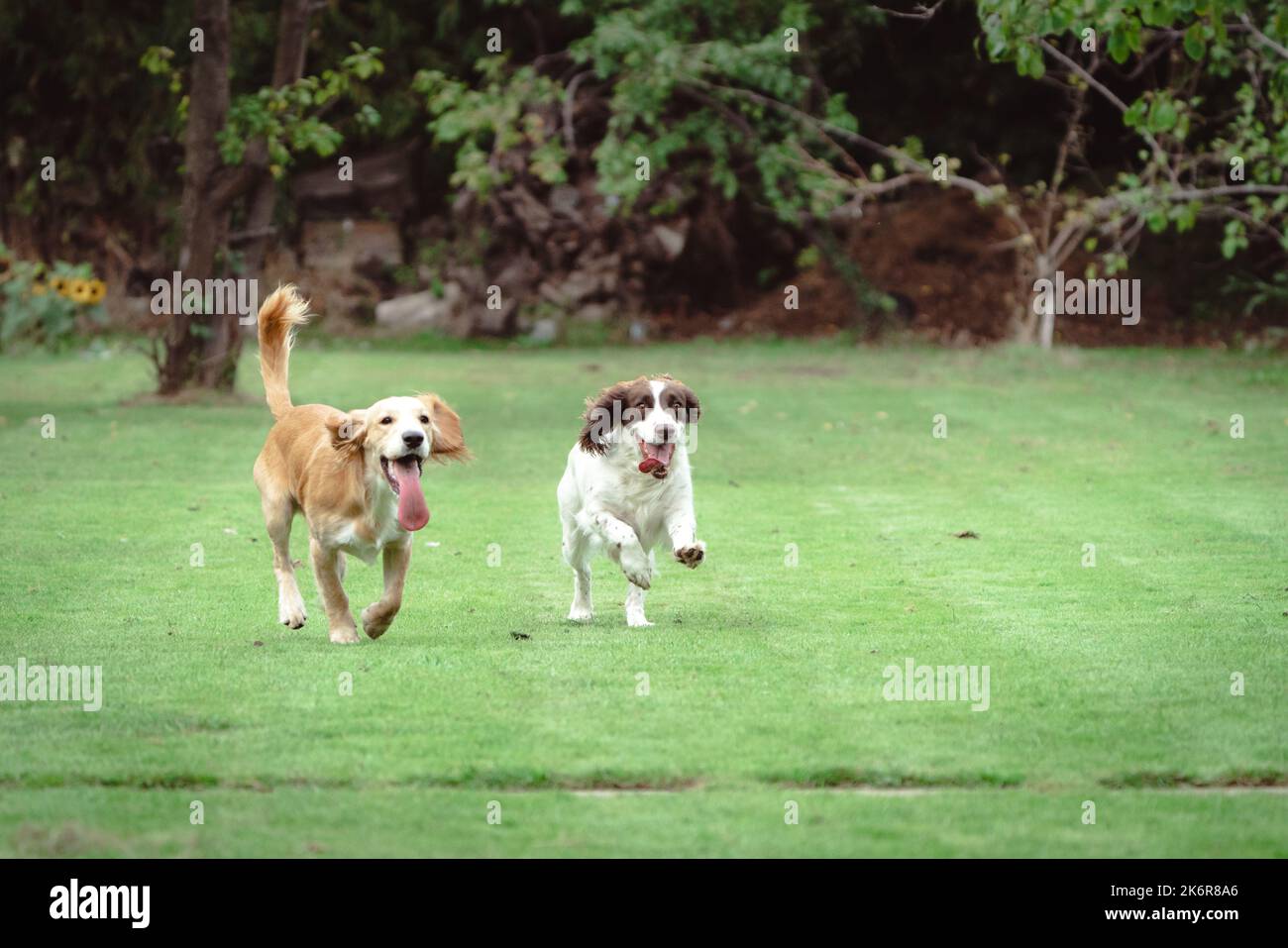 Les Springer Spaniels aiment s'amuser et cette collection d'images montre à quel point une famille peut s'amuser avec sa mère et son père Banque D'Images