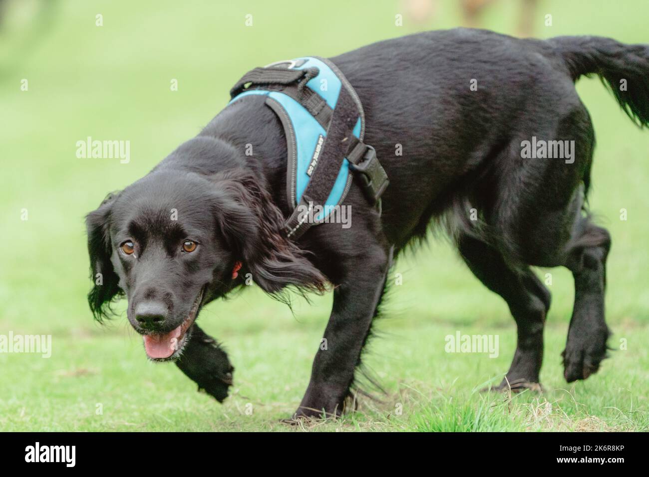 Les Springer Spaniels aiment s'amuser et cette collection d'images montre à quel point une famille peut s'amuser avec sa mère et son père Banque D'Images