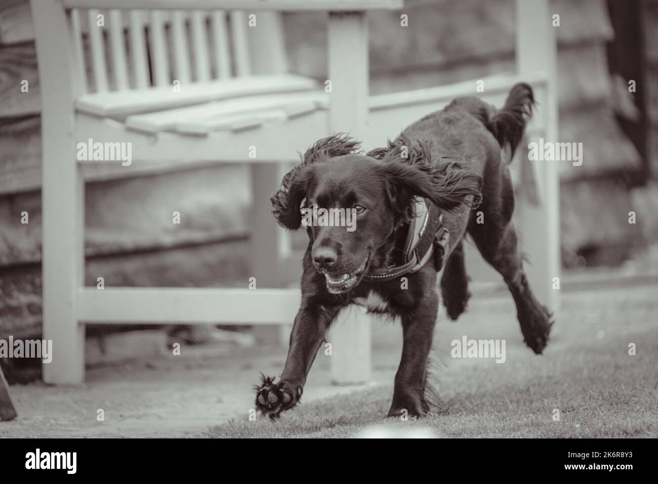 Les Springer Spaniels aiment s'amuser et cette collection d'images montre à quel point une famille peut s'amuser avec sa mère et son père Banque D'Images