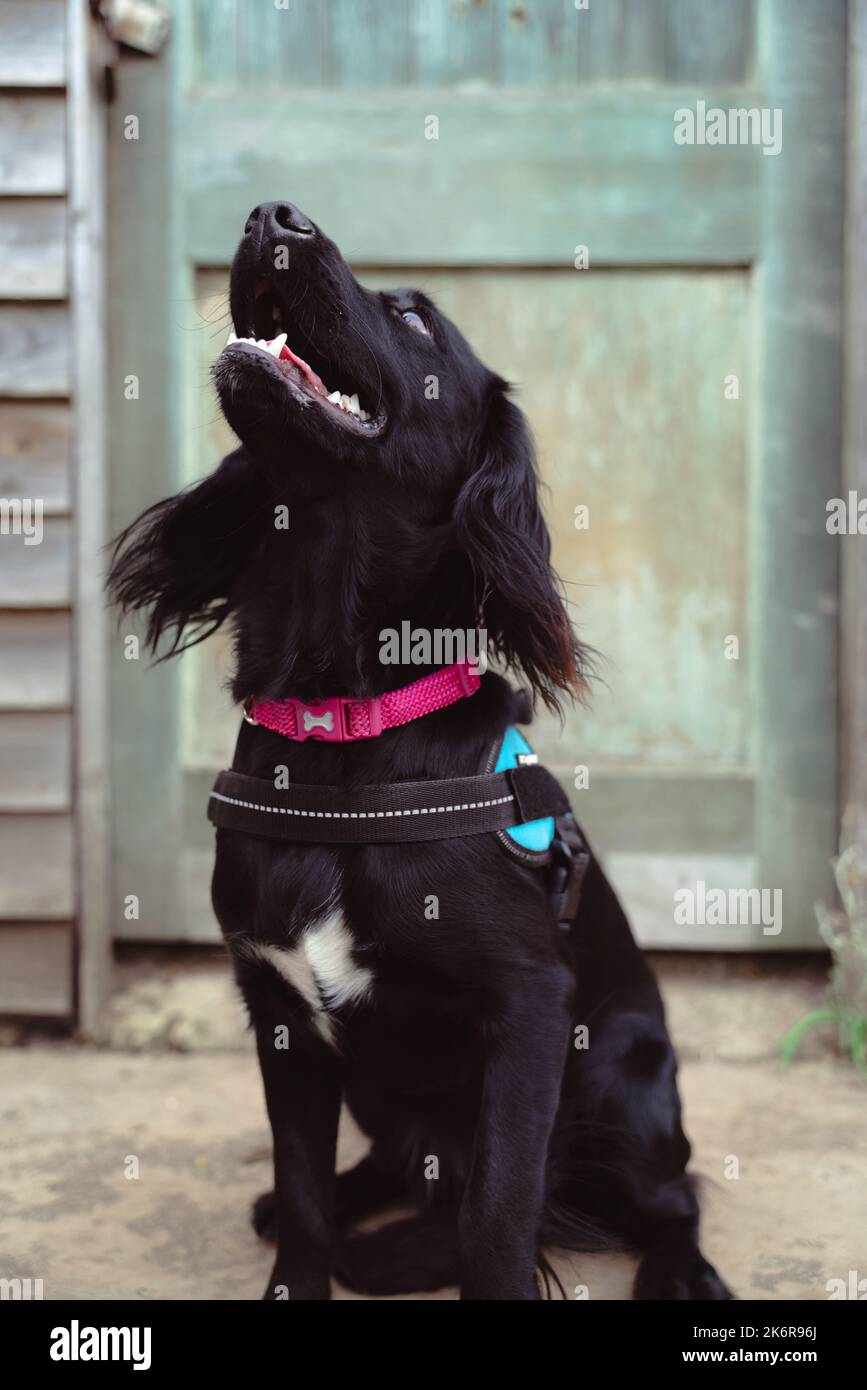 Les Springer Spaniels aiment s'amuser et cette collection d'images montre à quel point une famille peut s'amuser avec sa mère et son père Banque D'Images