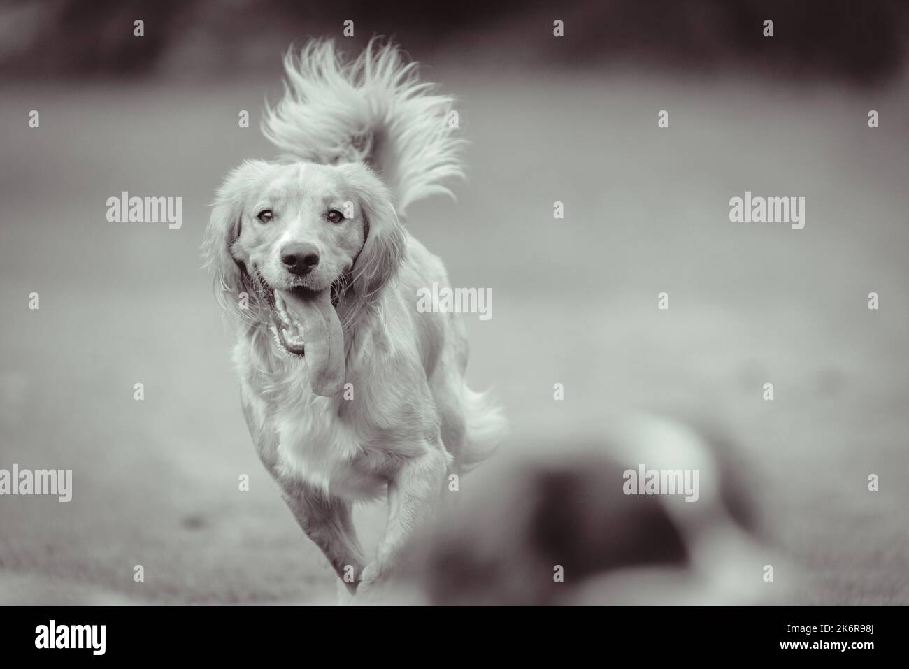 Les Springer Spaniels aiment s'amuser et cette collection d'images montre à quel point une famille peut s'amuser avec sa mère et son père Banque D'Images