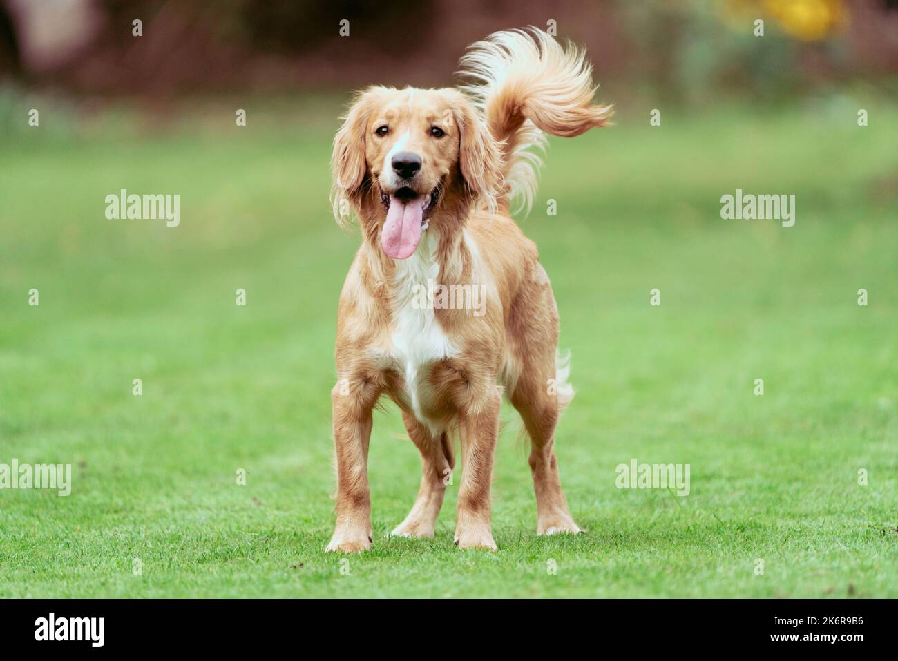 Les Springer Spaniels aiment s'amuser et cette collection d'images montre à quel point une famille peut s'amuser avec sa mère et son père Banque D'Images