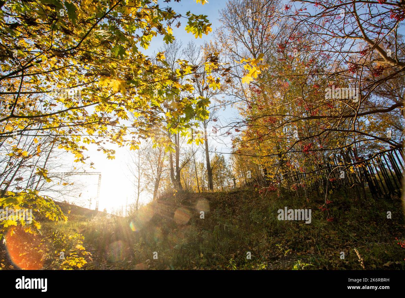 Automne dans la station polonaise Zakopane - fantastique nature orange - feuilles d'érable jaune et orange dans les rayons du soleil Banque D'Images