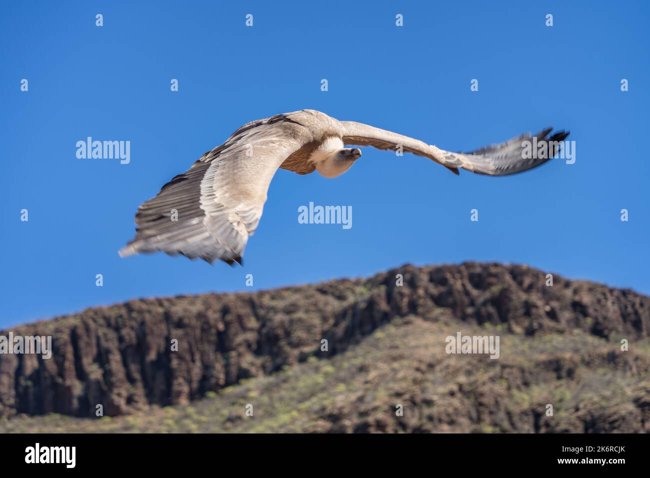 MASPALOMAS, GRAN CANARIA, ESPAGNE - MARS 8 : Vulture de griffon eurasien en vol au parc Palmitos, Maspalomas, Gran Canaria, îles Canaries, Espagne sur Ma Banque D'Images