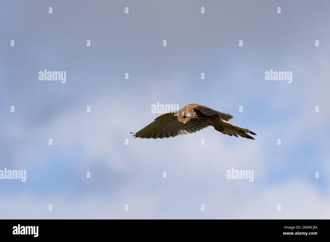 Kestrel planant sur un champ près de East Grinstead à la recherche de proies Banque D'Images
