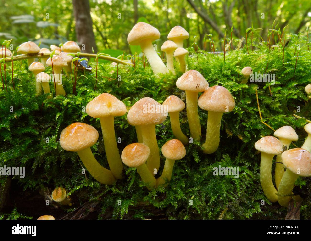 Grappes de funghi sur une log moussy Banque D'Images