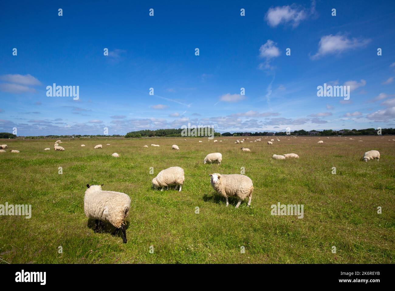 Sylt - vue de Flock of Sheep à Braderup, Sylt, Allemagne , 15.06.2022 Banque D'Images