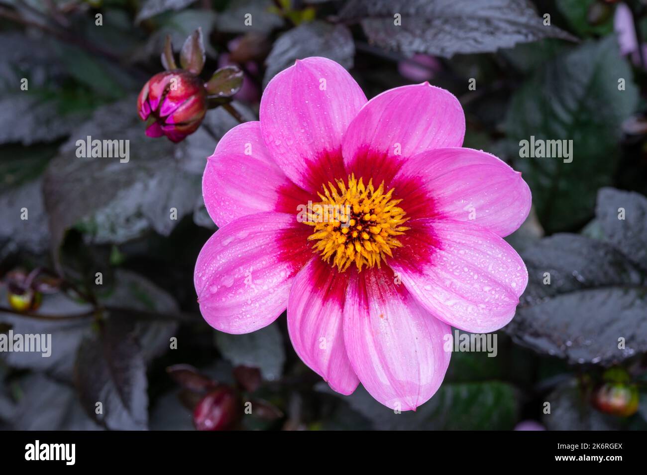 Petites fleurs roses des Asteraceae Dahlia heureux single clin Banque D'Images