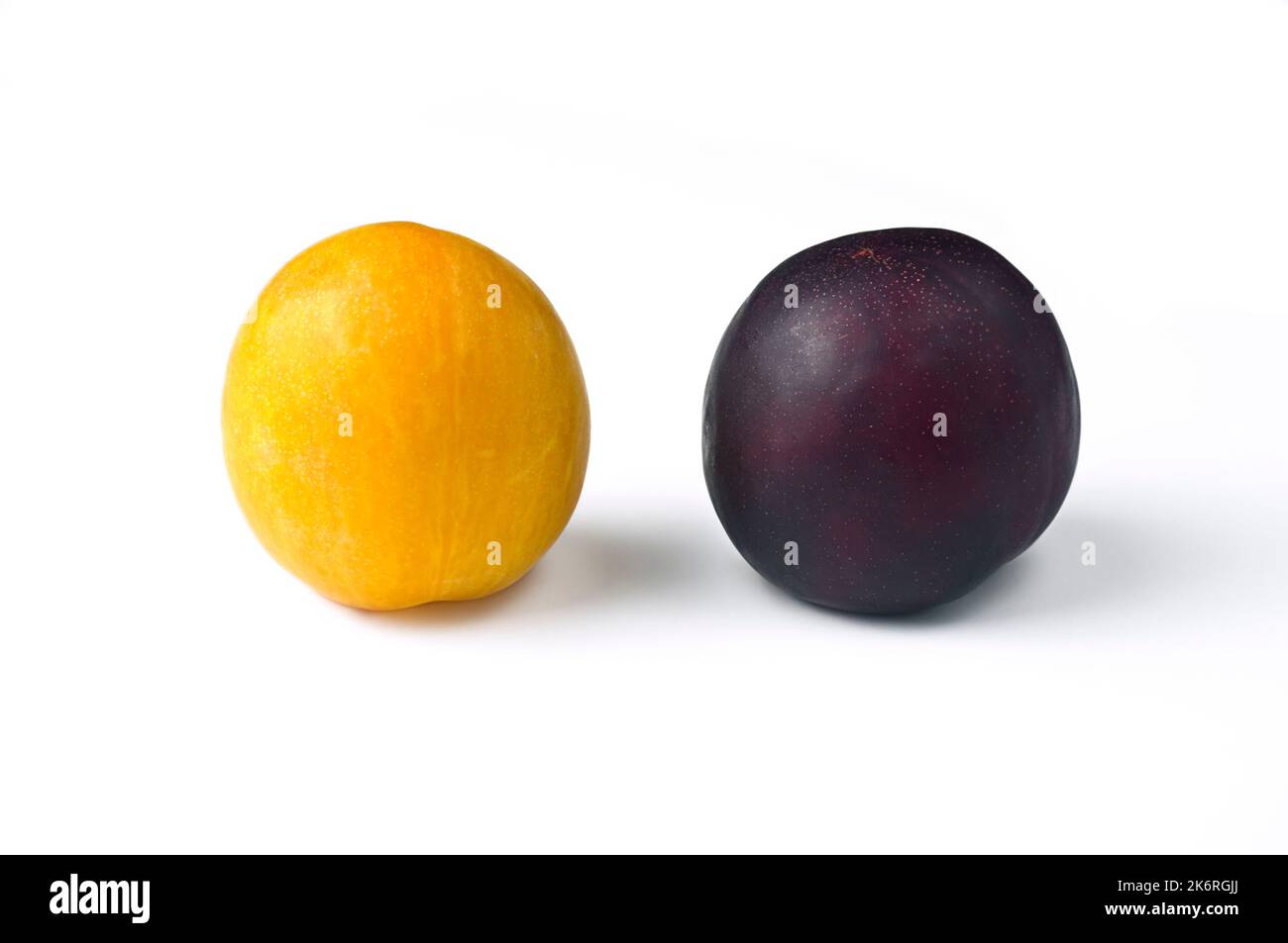 Une prune jaune et une prune violette sur fond blanc. Fruits très frais et doux. Banque D'Images