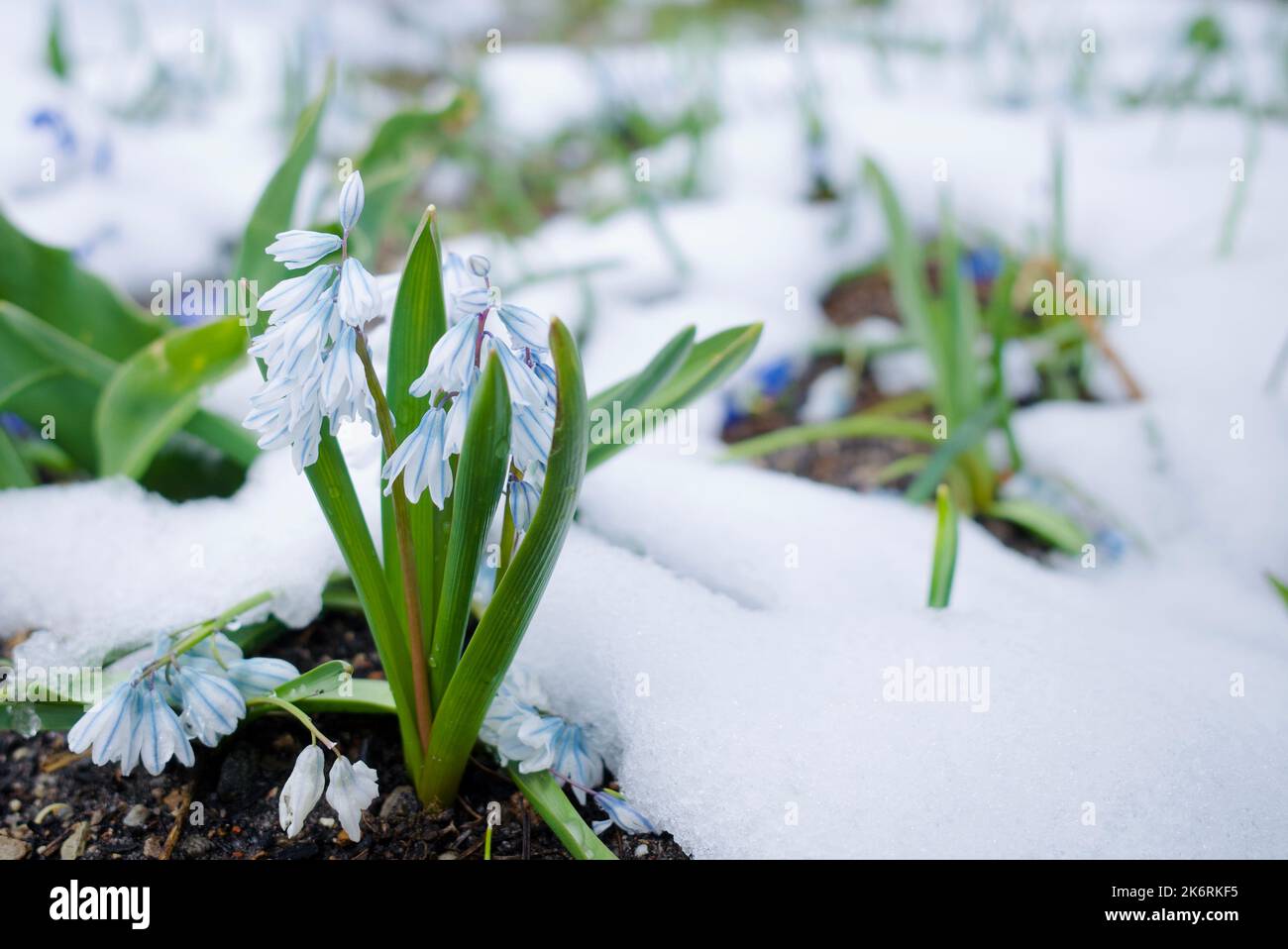 Fleurs qui poussent au début du printemps. Banque D'Images