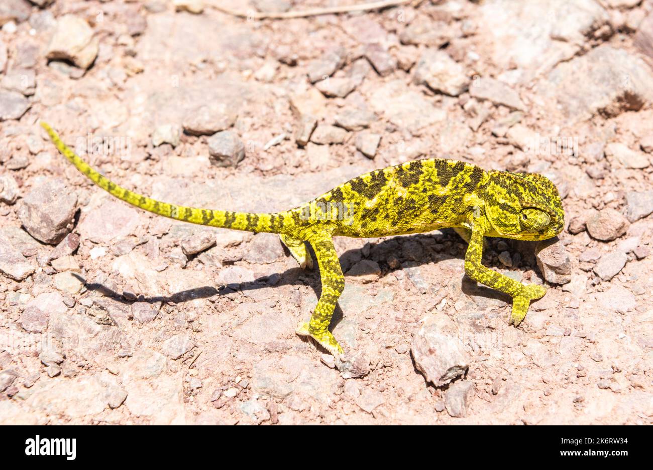 Bébé Chameleon commun (Chamaeleo chamaeleon) sur le terrain en Turquie. Banque D'Images
