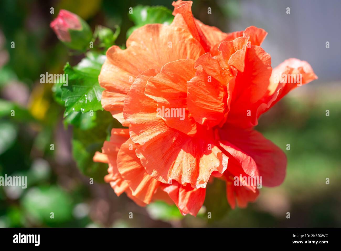Belle fleur double chinoise orange, foyer sélectif, roses dans un jardin tropical, gros plan. Banque D'Images
