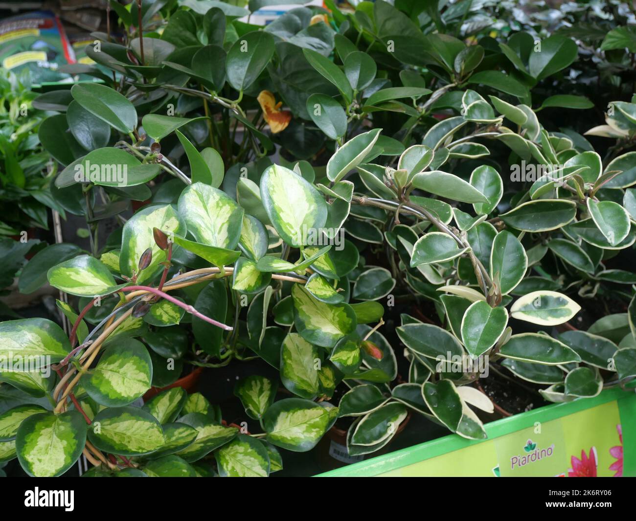 Des plantes modernes et tendance dans une pépinière avec d'autres plantes en arrière-plan. Plantes de Hoya dans une pépinière Banque D'Images