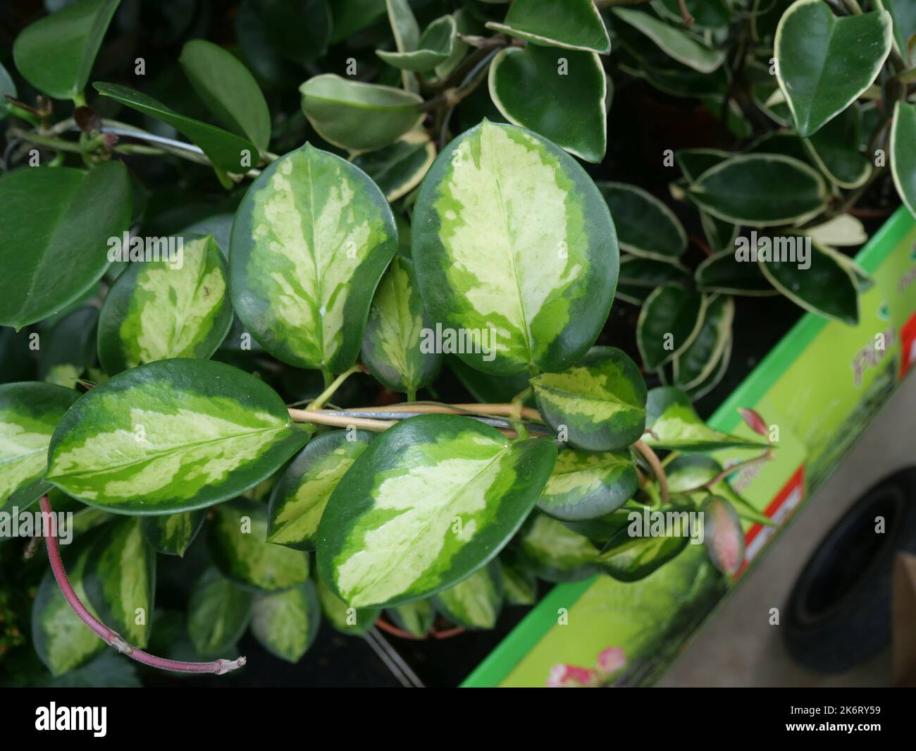 Des plantes modernes et tendance dans une pépinière avec d'autres plantes en arrière-plan. Plantes de Hoya dans une pépinière Banque D'Images