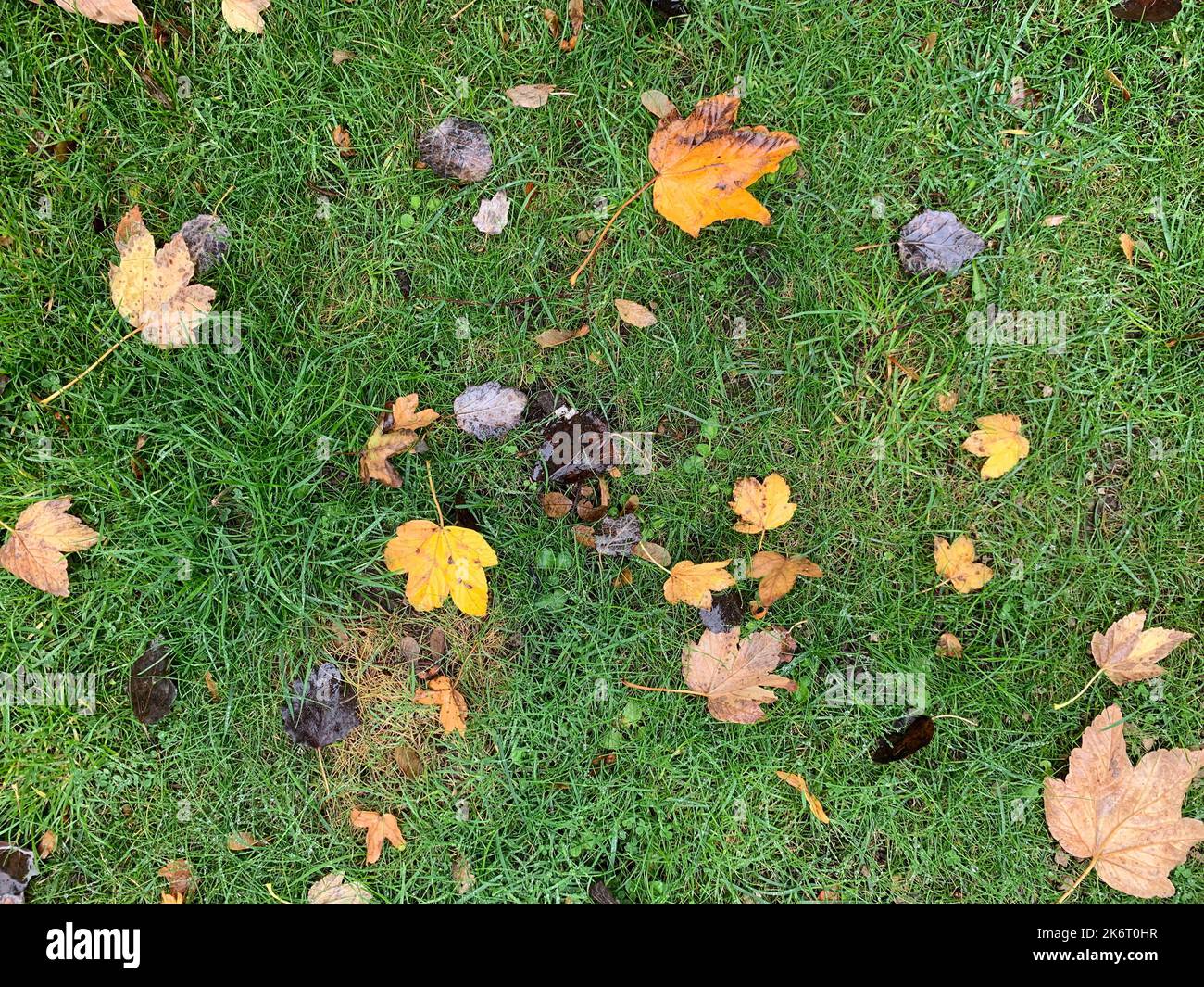 Feuilles d'automne brunes vues sur l'herbe verte de la pelouse. Banque D'Images