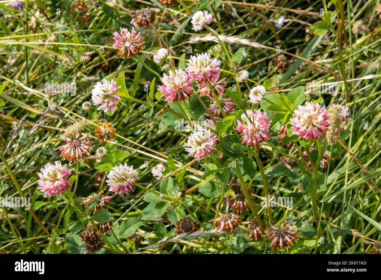 Le trèfle blanc fleurit sur la pelouse du jardin. Banque D'Images