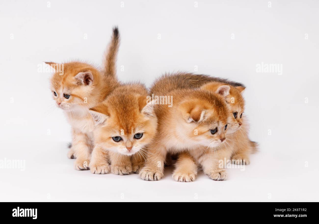 Portrait du groupe de chatons. Prise de vue en studio. Quatre chats chaton écossais droits et dorés (ny 11) sur fond blanc. Banque D'Images
