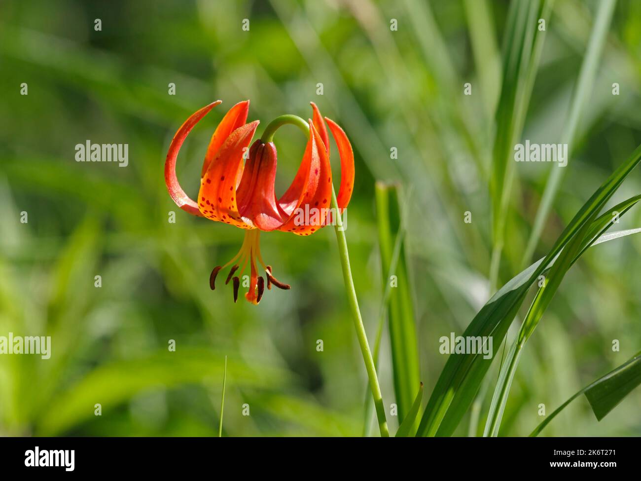 Cap Lily de Turk, Lilium superbum; également appelé Michigan Lily Banque D'Images