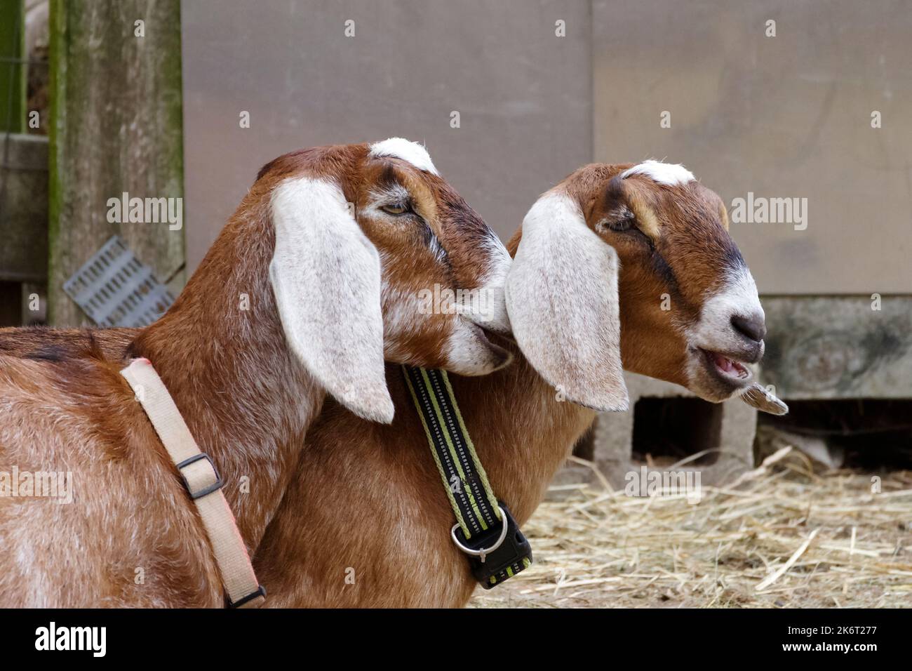 Secrets, deux chèvres nubiennes, l'une semble murmurer dans les autres oreilles. Les Nubiens sont une race populaire de chèvre et d'animal de compagnie. Banque D'Images