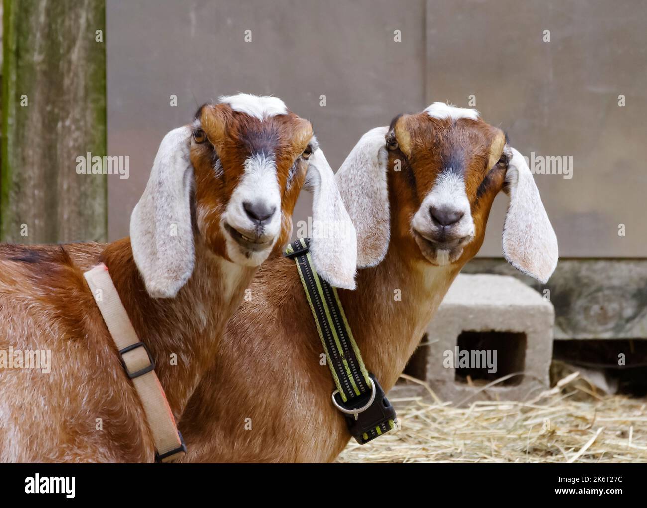 Jumeaux, deux chèvres nubiennes, un animal de compagnie populaire et de chèvre laitier race en gros plan. Banque D'Images