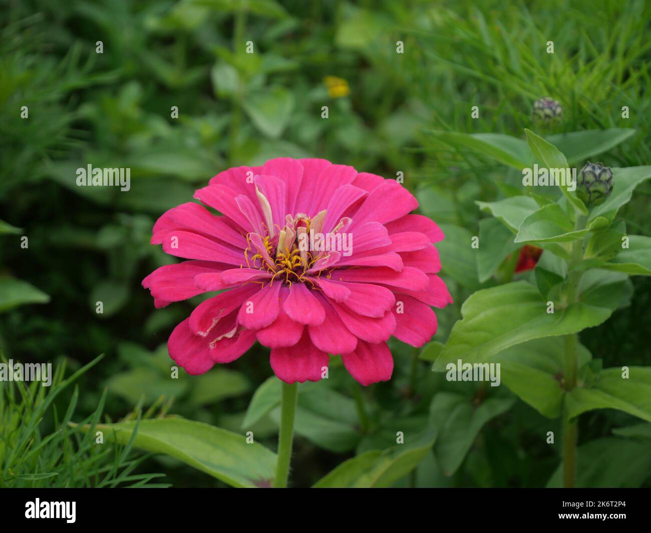 Gros plan sur une fleur rose de zinnia avec des feuilles vertes en arrière-plan Banque D'Images