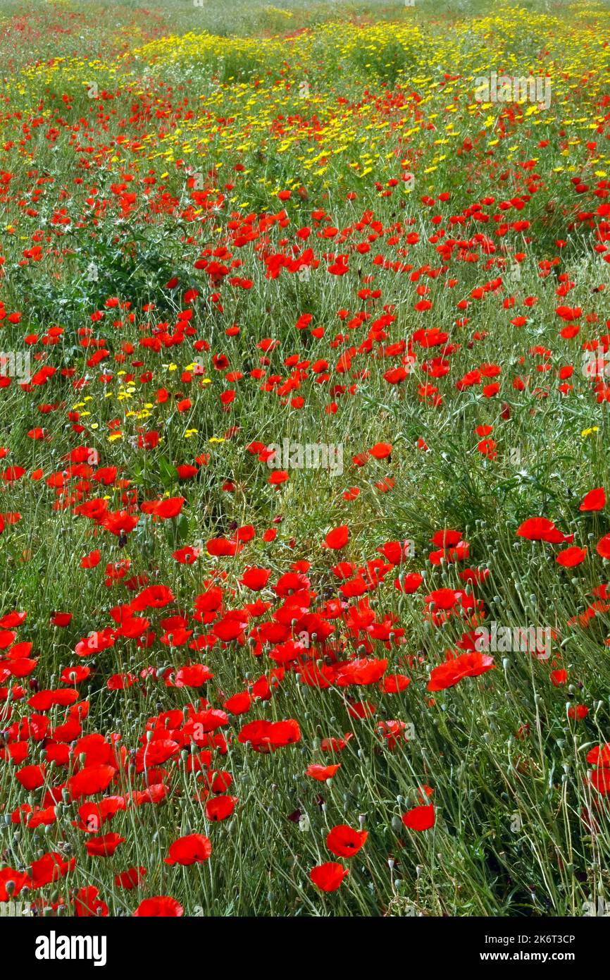 Fleurs sauvages de pavot dans le champ Banque D'Images